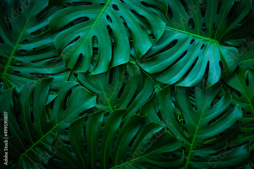 closeup nature view of monstera leaf background. Flat lay, dark nature concept, tropical leaf