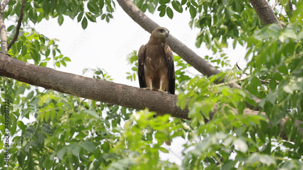 Black Kite perched on a tree branch Black Kite perched on a tree branch