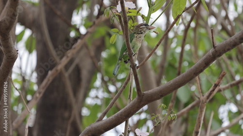 White-cheeked barbet perched on a tree 