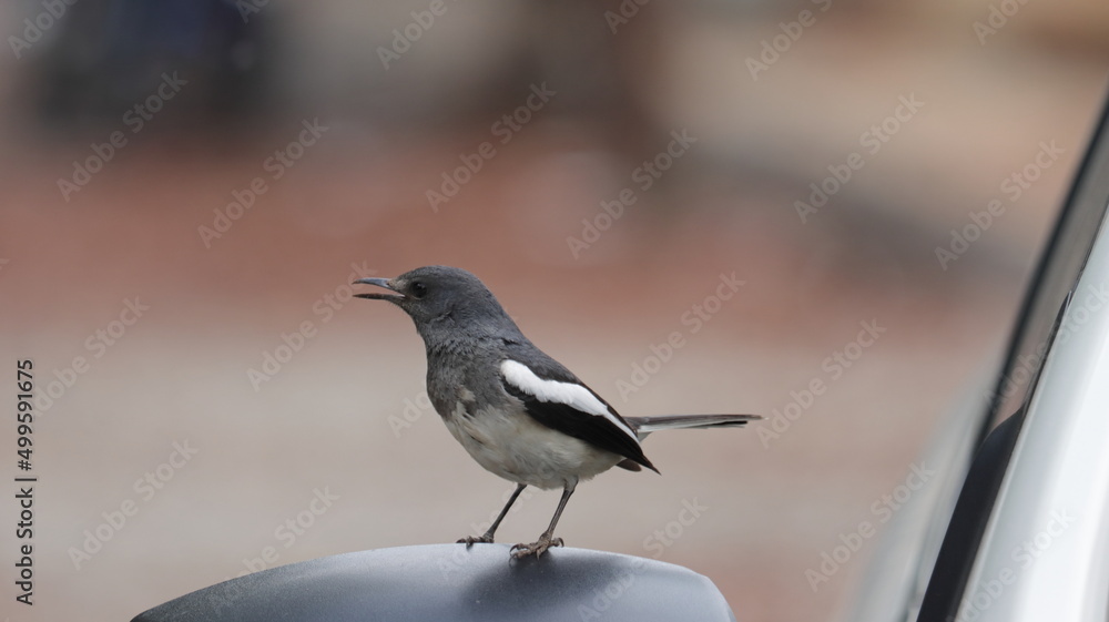 Oriental magpie robin perched on a car mirror Oriental magpie robin perched on a car mirror