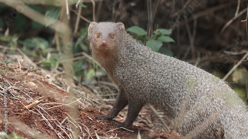 Quadro su tela Indian grey mongoose looking directly