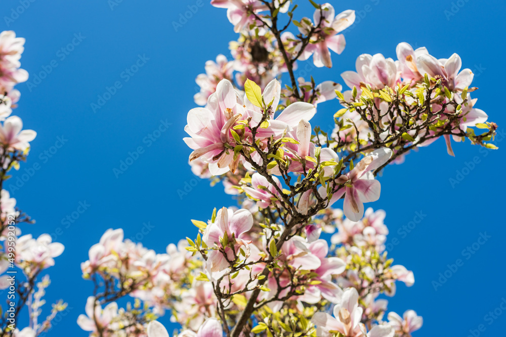 blooming pink magnolia tree under a blue sky blooming pink magnolia tree under a blue sky