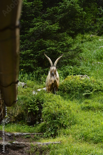 wild goat in the forest