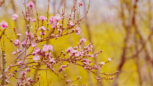 Red peach blossoms blooming in spring