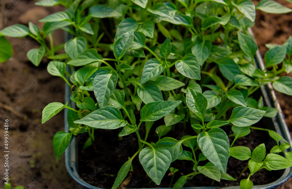 Growing seedlings of sweet pepper. Growing seedlings of sweet pepper.