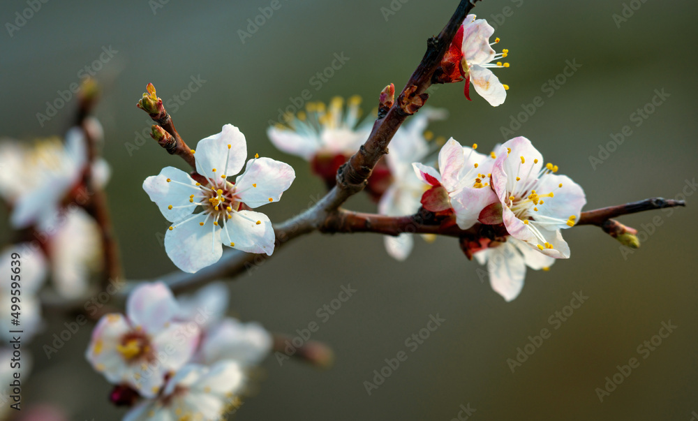 Blooming apricot tree. Soft focus. Spring colors of nature. Blooming apricot tree. Soft focus. Spring colors of nature.