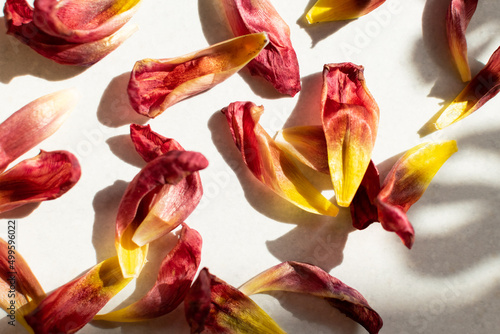 Dry red petals against light shading and shadow, moody lifetime, dying out meaning concept ideas. Top view, flat lay