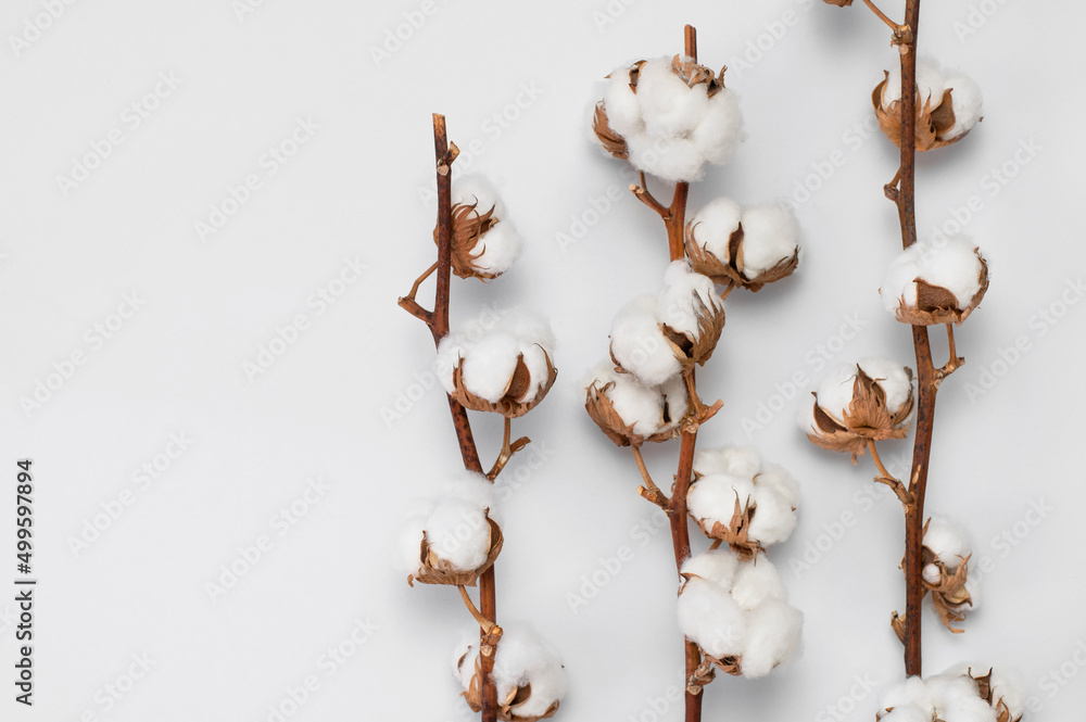 Beautiful cotton branch on light gray background top view copy space. Delicate white cotton flowers Flat lay. Light color cotton background. Cotton production