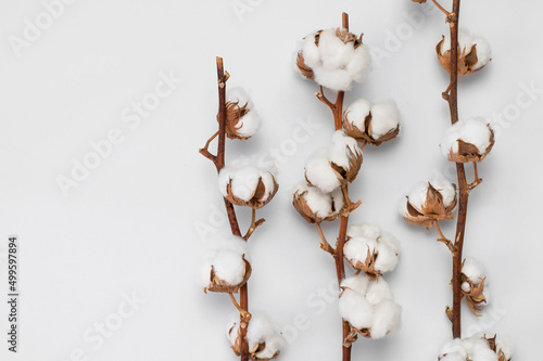 Beautiful cotton branch on light gray background top view copy space. Delicate white cotton flowers Flat lay. Light color cotton background. Cotton production