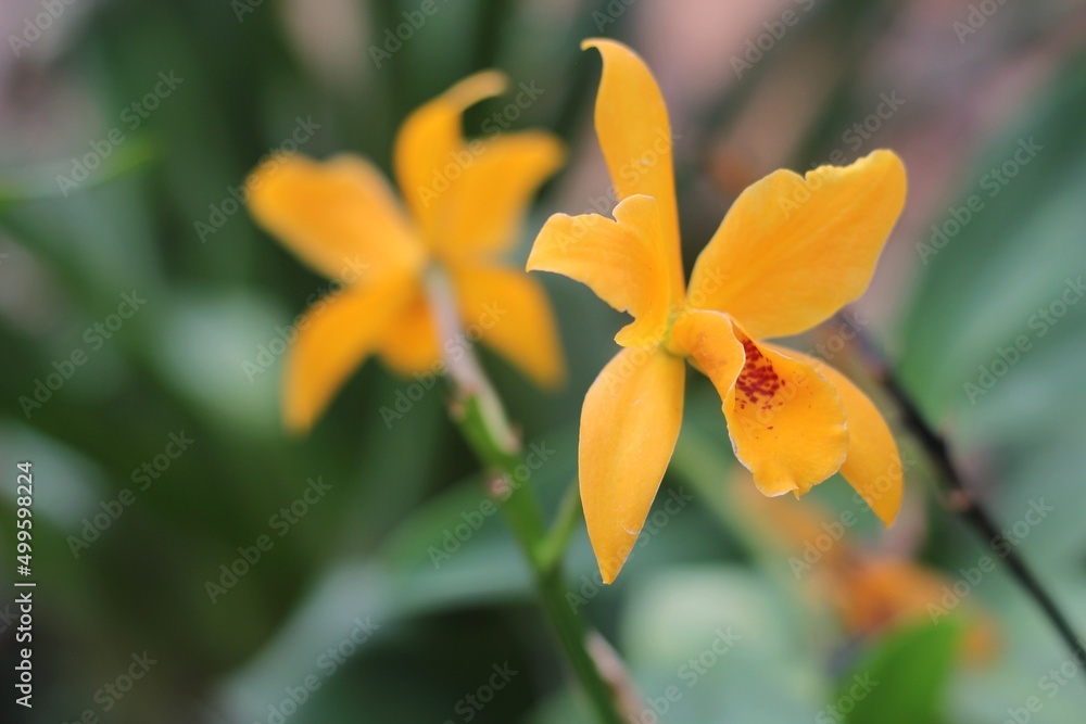 Fototapeta premium orange lily in the garden