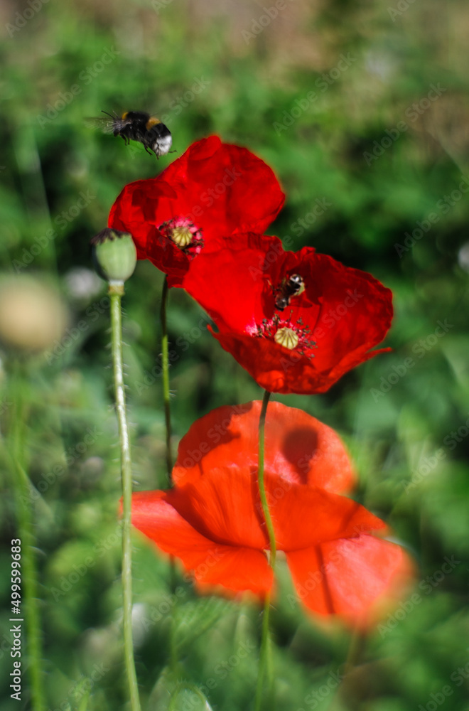 Obraz premium maki polne