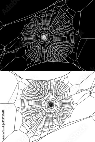 Halloween web. Vector isolated hand drawn linear drawing. Background for halloween party invitation.