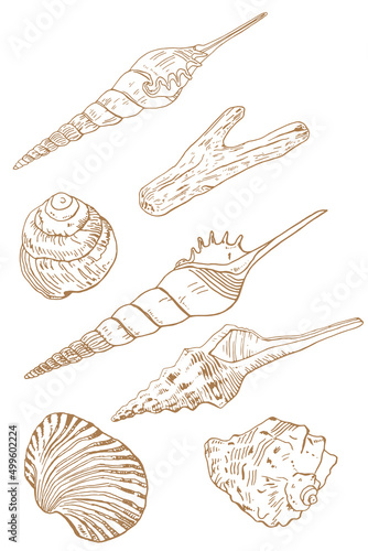 Beige monochrome set of various molluscs, shells. Set of vector drawings on a white background isolated sand color