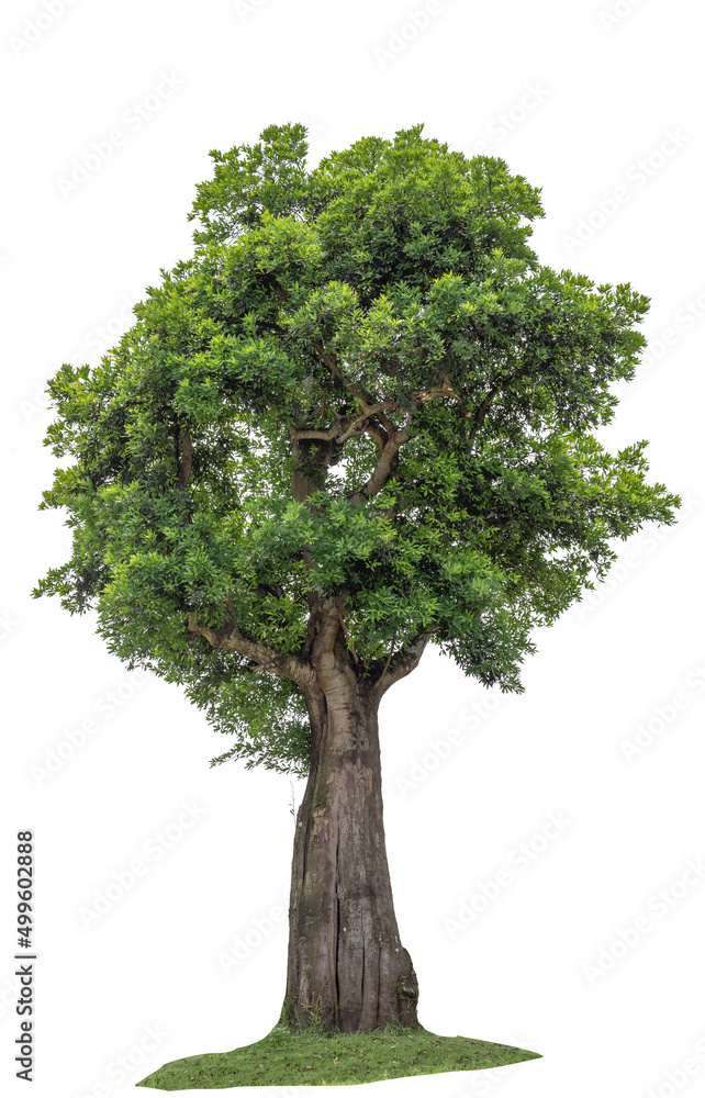 Tree with green leaves growing on soil meadow isolated on white background