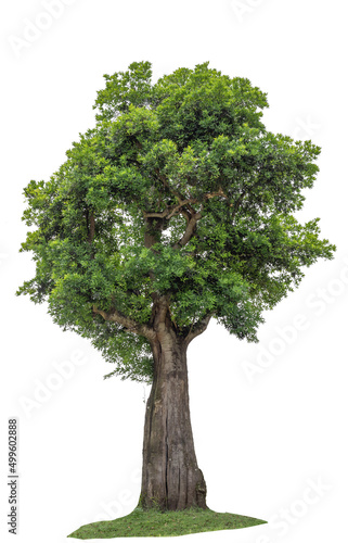 Tree with green leaves growing on soil meadow isolated on white background