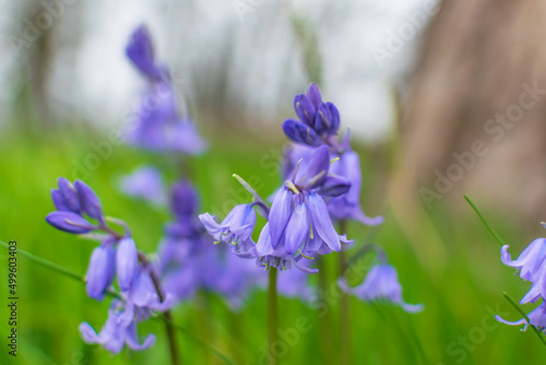 Bluebell flower, springtime beautiful in nature, foreground focusing blurred background.