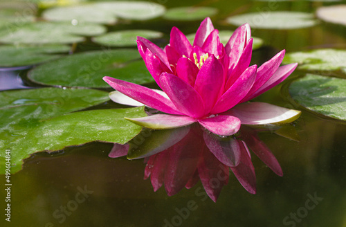 red flowering water lily in a pond with reflection and leaves. Lotus