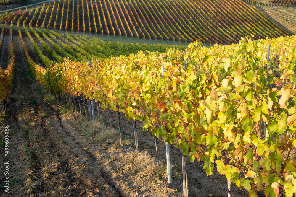 The colorful leaves of the vines in autumn