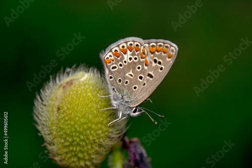 Wallpaper Mural Macro shots, Beautiful nature scene. Closeup beautiful butterfly sitting on the flower in a summer garden. Torontodigital.ca