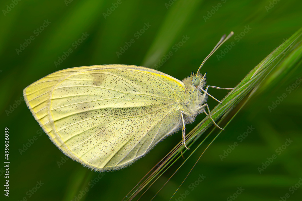 Macro shots, Beautiful nature scene. Closeup beautiful butterfly sitting on the flower in a summer garden. Macro shots, Beautiful nature scene. Closeup beautiful butterfly sitting on the flower in a summer garden.