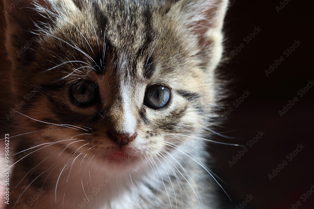 close up portrait of a kitten close up portrait of a kitten