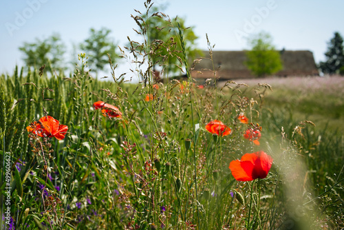 Tableau sur toile Blooming field of spring flowers, poppy and alfalfa, and old traditional farm ho
