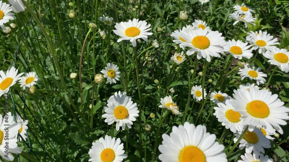 top down beautiful field of green grass and camomiles as background in the nature top down beautiful field of green grass and camomiles as background in the nature