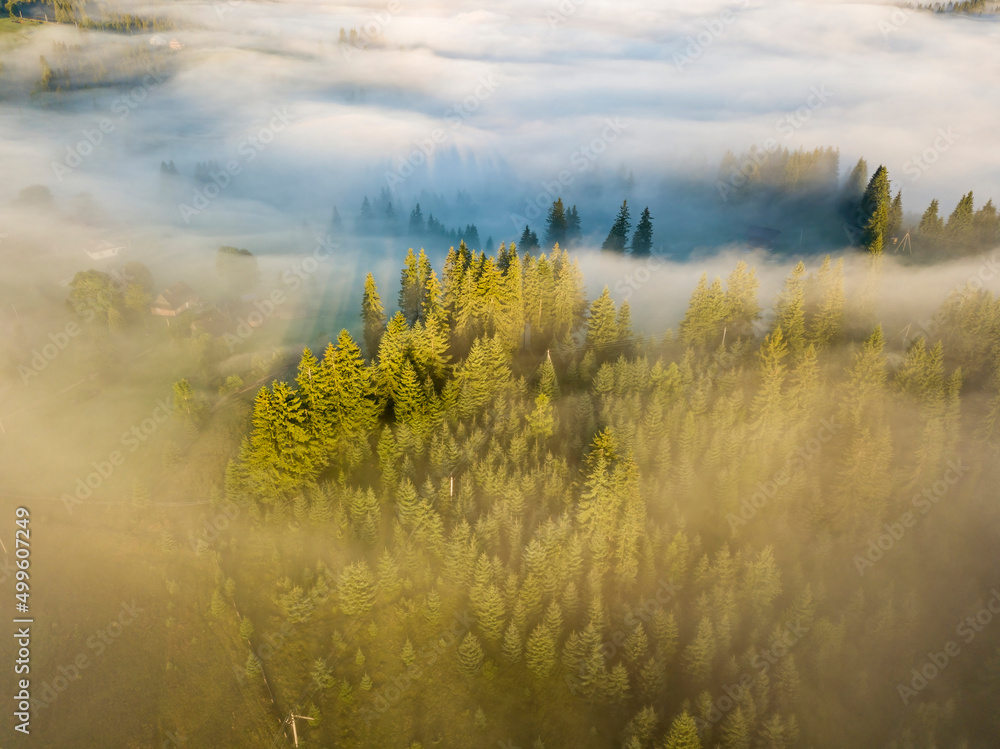 Fog envelops the mountain forest. The rays of the rising sun break through the fog. Aerial drone view. Fog envelops the mountain forest. The rays of the rising sun break through the fog. Aerial drone view.