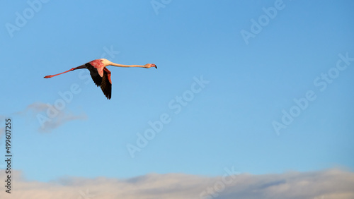 Flamingo flying free