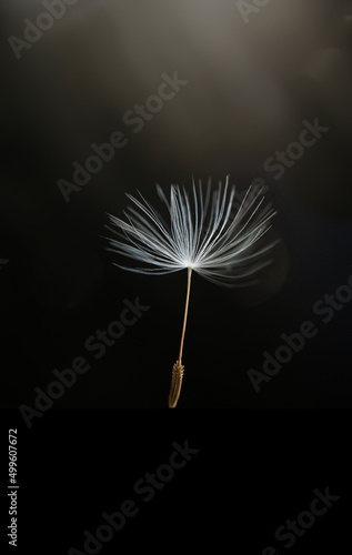 Dandelion seed on black background 