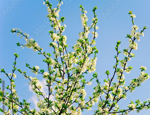 white flowers of freshness blossom tree on a sky backgrounds