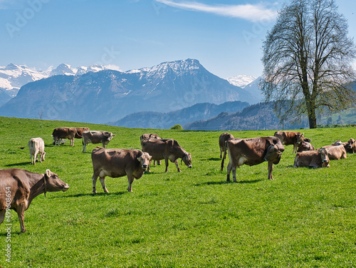 Brown cows of the breed Braunvieh (or Swiss Brown) of a herd in a meadow. Mountains of the Swiss Alps in the background, with snow-covered mountain peaks, in spring.