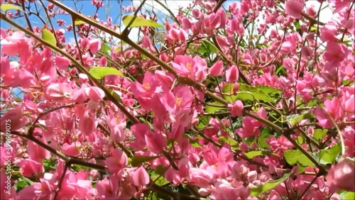 Wallpaper Mural Flores Torontodigital.ca