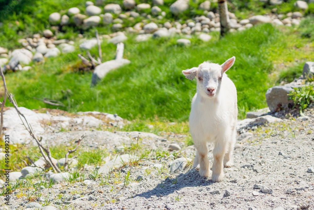 Obraz premium Little goat outdoors in nature during summer at farm.