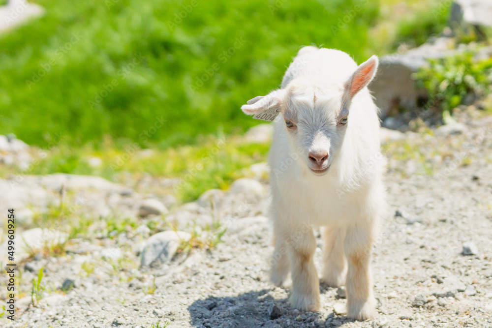 Naklejka premium Little goat outdoors in nature during summer at farm.