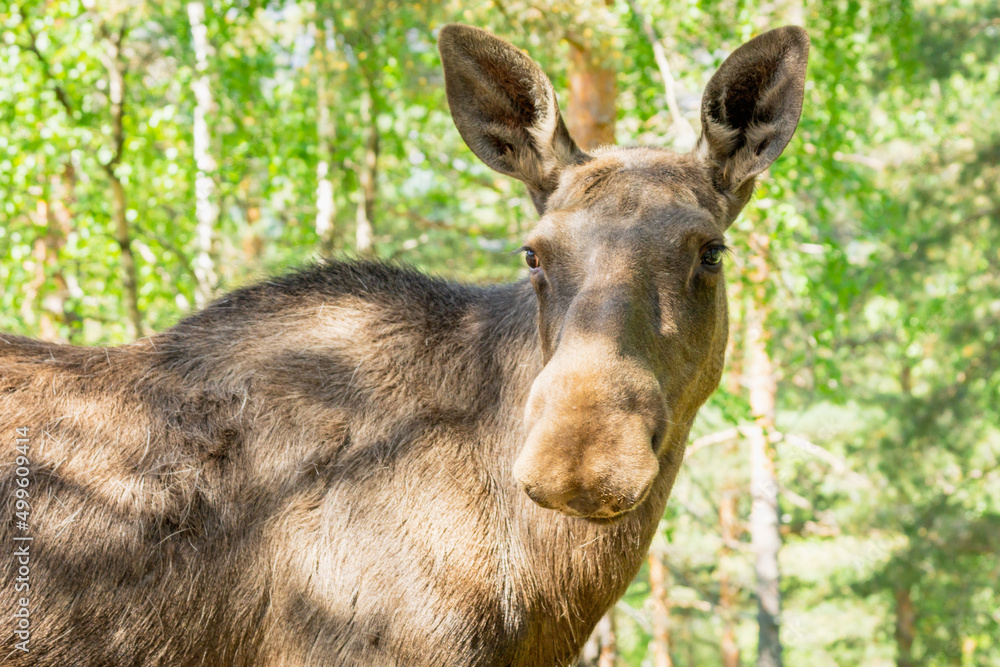 Fototapeta premium Bull moose portrait outdoors in the forest.
