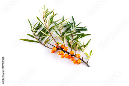 Branch of sea buckthorn with ripe berries on a white background. photo