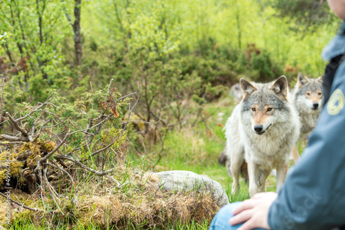 Man sitting next to canis lupus gray wolves in nature. Close encounter with wolves.