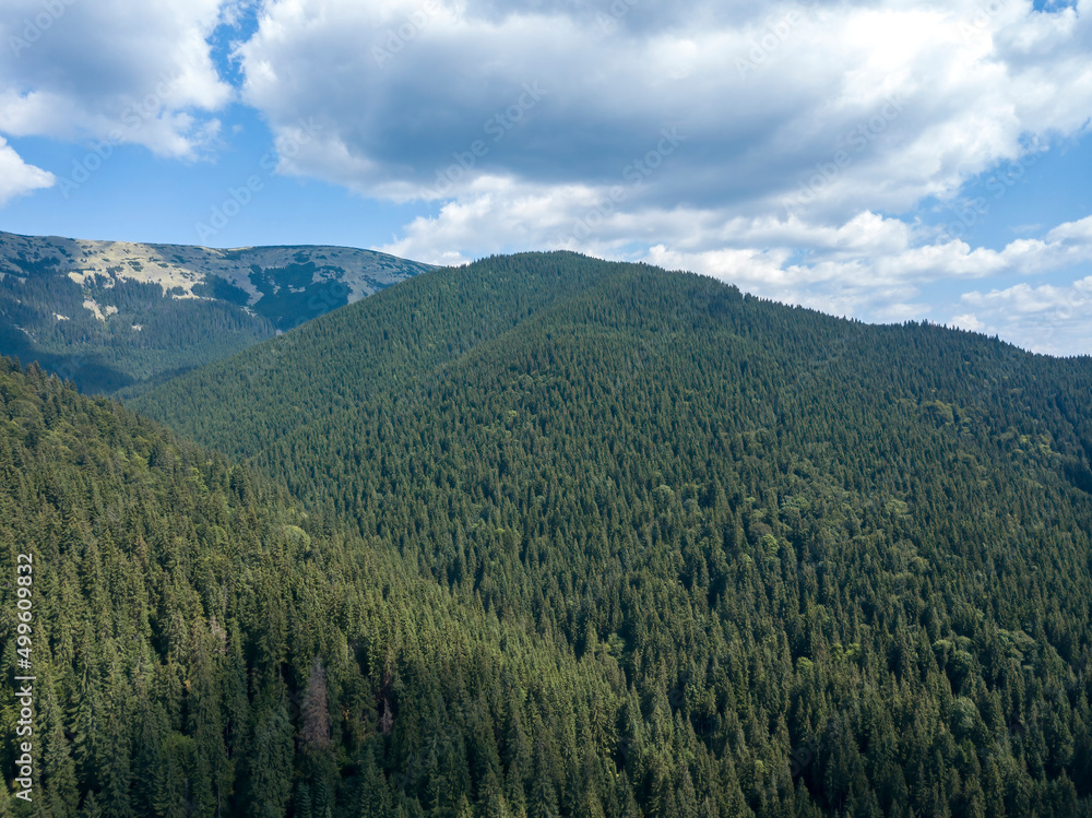 Fototapeta premium Green mountains of Ukrainian Carpathians in summer. Sunny day, rare clouds. Aerial drone view.