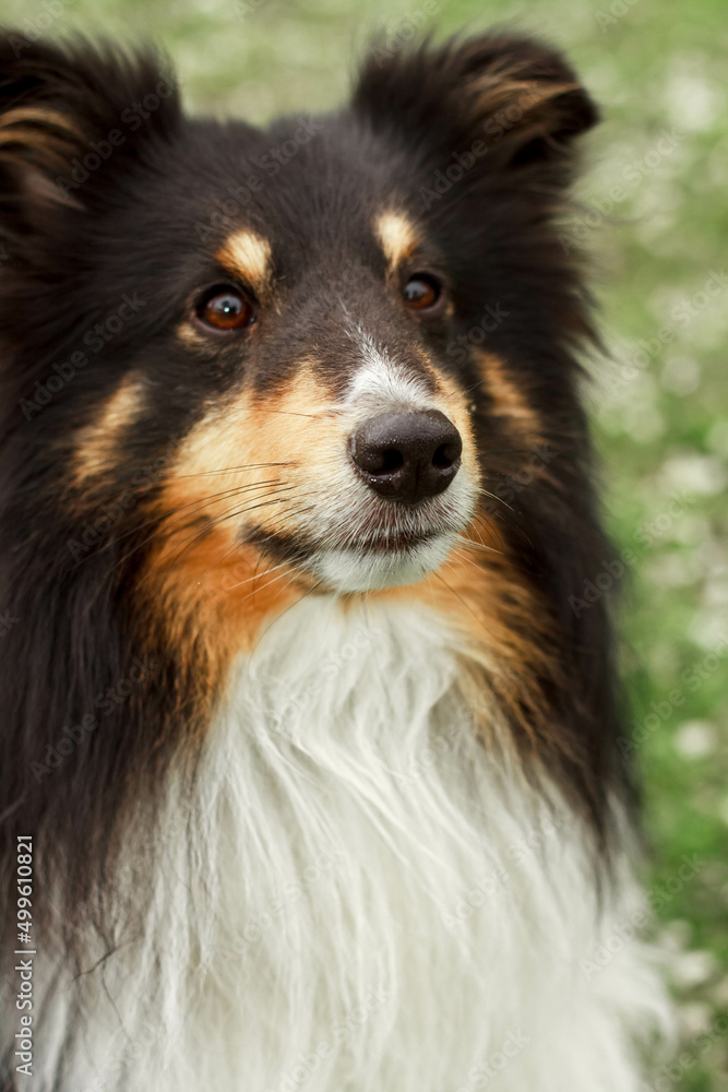 a cute little decorative dog sits and looks around. High-quality photo. Sheltie on the green grass. dwarf breed of dogs.  photo of a dog on a poster, calendar, postcard