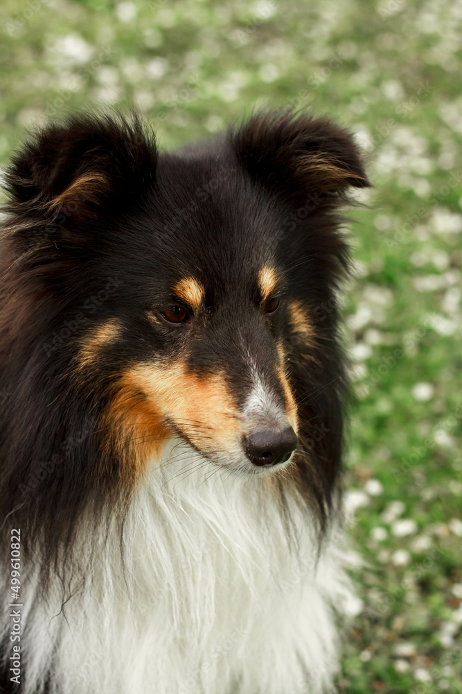 a cute little decorative dog sits and looks around. High-quality photo. Sheltie on the green grass. dwarf breed of dogs.  photo of a dog on a poster, calendar, postcard