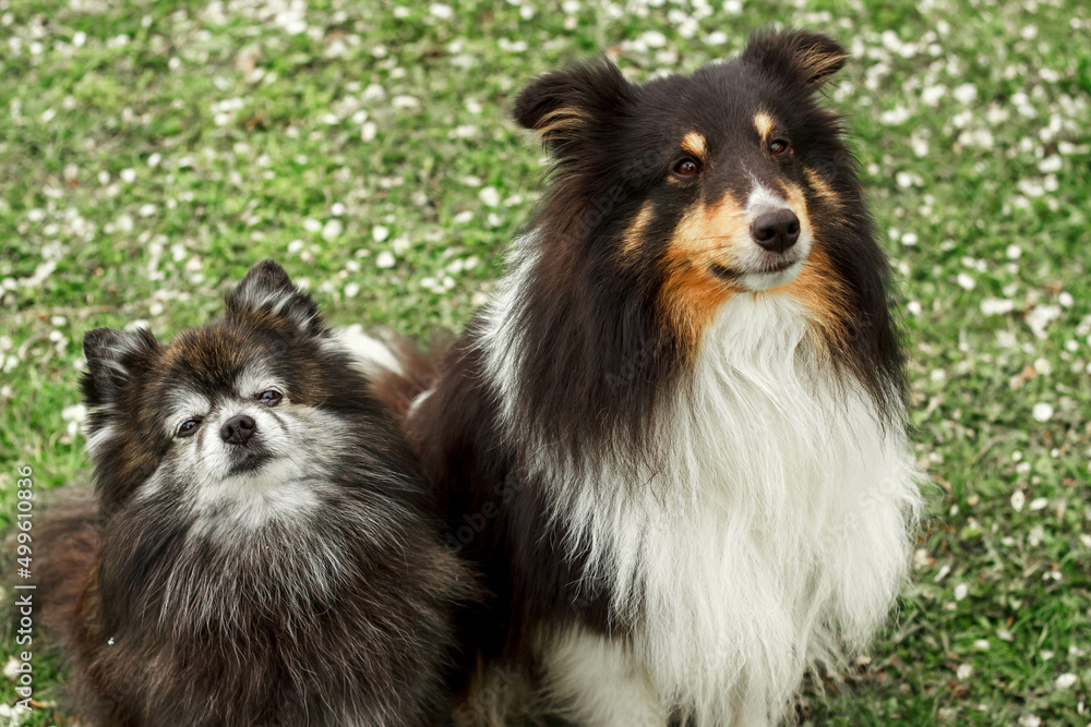 a cute little decorative dog sits and looks around. High-quality photo. Pomeranian and Sheltie on the green grass. dwarf breed of dogs. photo of a dog on a poster, calendar, postcar
a cute little decorative dog sits and looks around. High-quality photo. Pomeranian and Sheltie on the green grass. dwarf breed of dogs. photo of a dog on a poster, calendar, postcar
