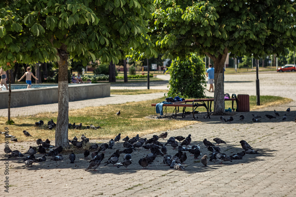 Ukraine. Kyiv region. Slavutych town before war. Noon. Park. Pigeons escape from the summer heat in the cool shade of chestnut trees. Children bathe in the fountain.