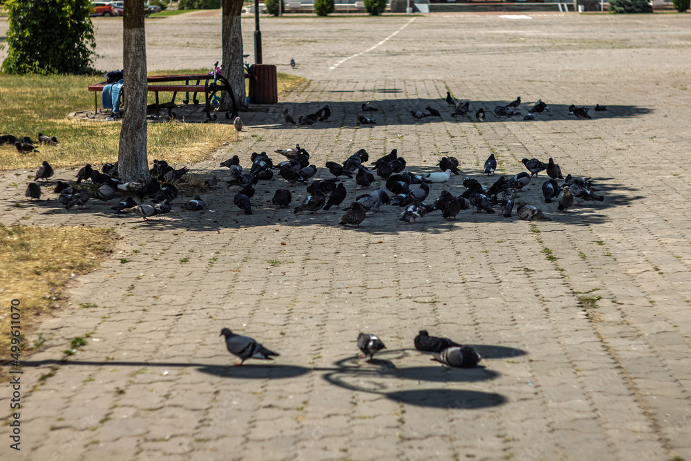 Ukraine. Slavutych town before war. Summer heat. Noon. Pigeons escape from the summer heat in the cool shade of chestnut trees. And even street lamps.