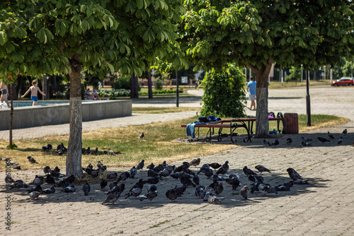 Obraz na płótnie Ukraine. Kyiv region. Slavutych town before war. Noon. Park. Pigeons escape from the summer heat in the cool shade of chestnut trees. Children bathe in the fountain. w salonie
