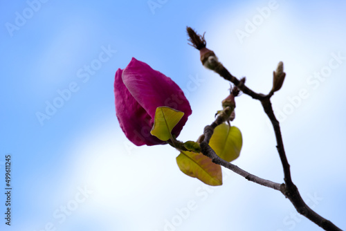 Wallpaper Mural Close-up of beautiful pink blossoms of magnolia tree at border of Lake Geneva on a sunny spring day. Photo taken April 4th, 2022, Montreux, Switzerland. Torontodigital.ca