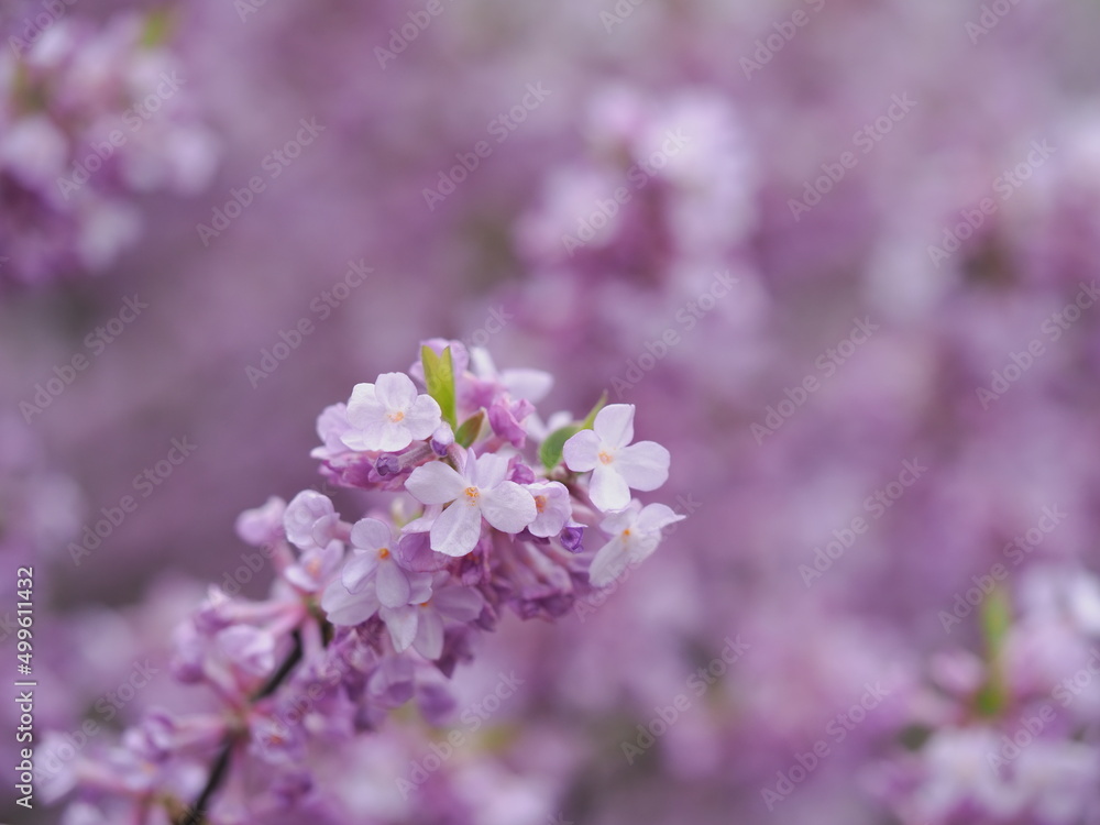 淡い紫の丁子桜