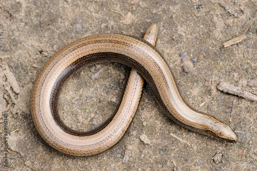 Rare animal, legless shiny harmless lizard slow worm on the ground Rare animal, legless shiny harmless lizard slow worm on the ground