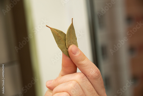 Male cook hand holds dry bay leafs photo
