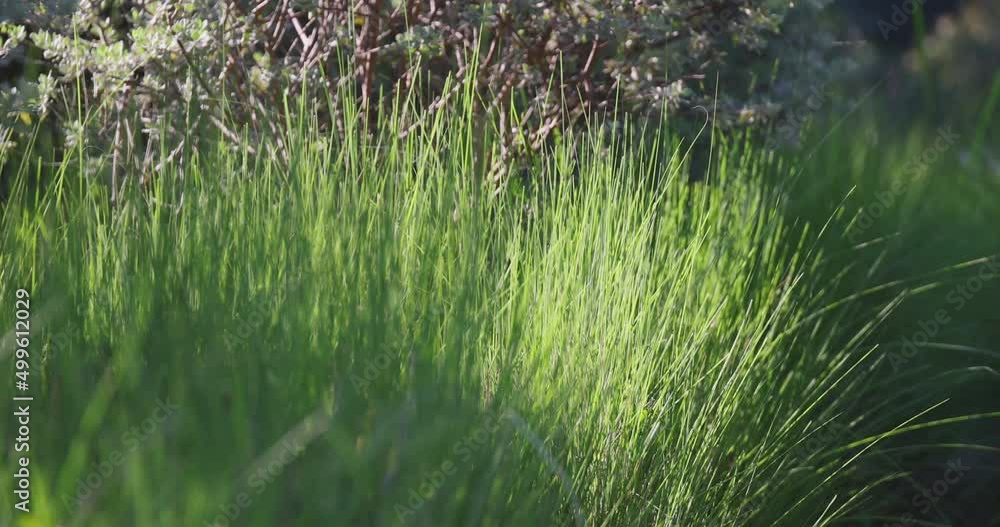 Close up grass with the wind on blurred green grass background. concept for natural and greenery . Close up grass with the wind on blurred green grass background. concept for natural and greenery .